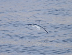 Bennett's Flyingfish photo 3