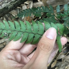 Arachniodes rhomboidea