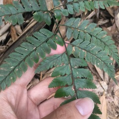 Arachniodes rhomboidea