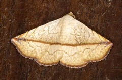 Eublemma perversicolor