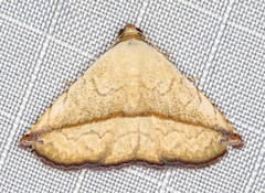 Eublemma perversicolor