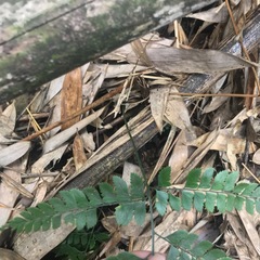 Arachniodes rhomboidea