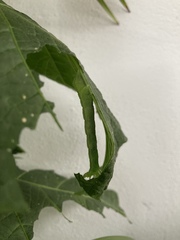 Plusiinae