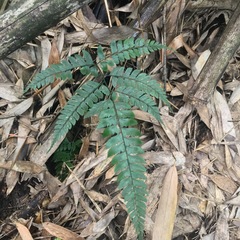 Arachniodes rhomboidea