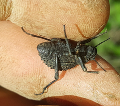 Tenebrionidae