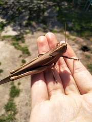 Schistocerca flavofasciata