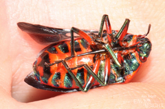 Hemiptera