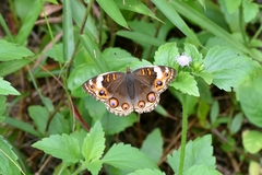 Junonia orithya wallacei