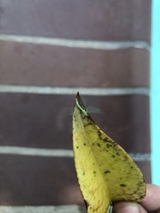 Chrysoperla pudica-group