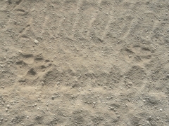 Hyaena hyaena