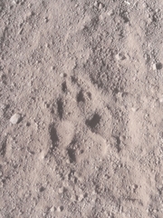 Hyaena hyaena
