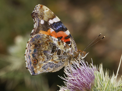 Vanessa indica indica