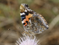 Vanessa indica indica