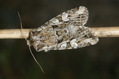 Pachetra sagittigera