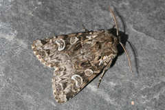 Pachetra sagittigera