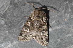 Pachetra sagittigera