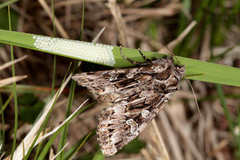 Pachetra sagittigera