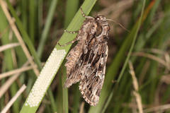 Pachetra sagittigera