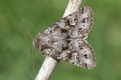 Pachetra sagittigera