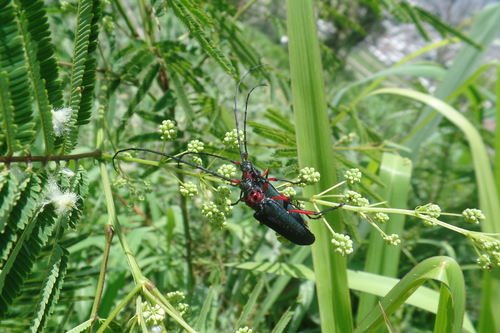 Deltaspis thoracica
