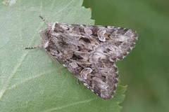 Pachetra sagittigera