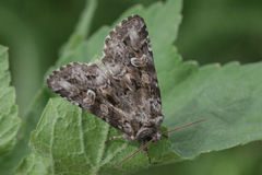 Pachetra sagittigera