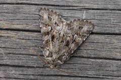 Pachetra sagittigera