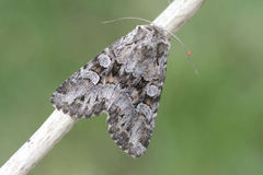 Pachetra sagittigera