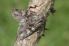 Pachetra sagittigera