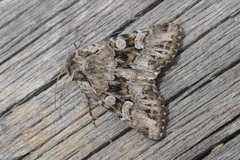 Pachetra sagittigera