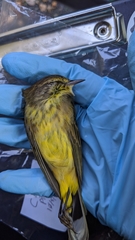 Setophaga palmarum