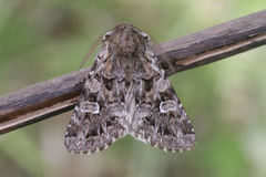 Pachetra sagittigera