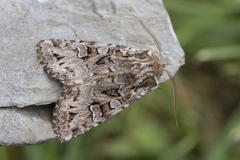 Pachetra sagittigera