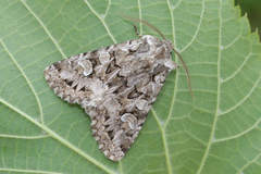 Pachetra sagittigera