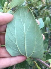 Ceanothus velutinus velutinus
