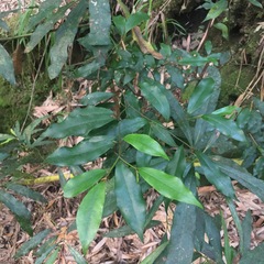 Magnolia compressa