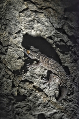 Hemidactylus sushilduttai