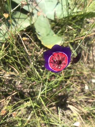 Geissorhiza radians