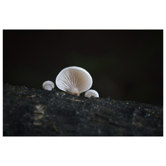 Crepidotus versutus