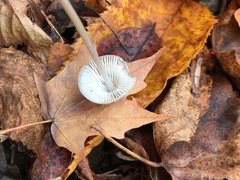 Mycena polygramma