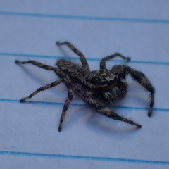 Platycryptus undatus