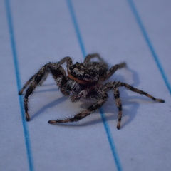 Platycryptus undatus