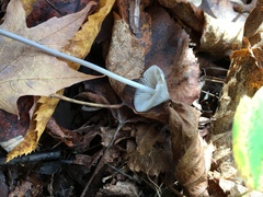 Mycena polygramma