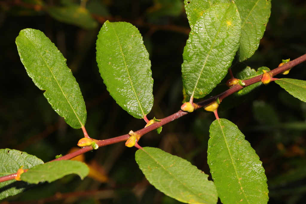 Salix cinerea — an easy houseplant, prefers full sun light