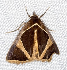 Agamana conjungens