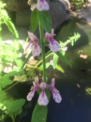 Stachys grandidentata