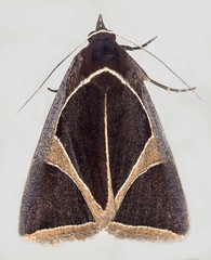 Agamana conjungens