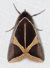 Agamana conjungens