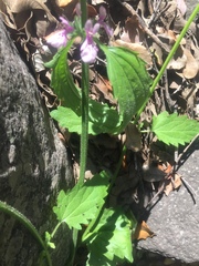 Stachys grandidentata