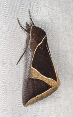 Agamana conjungens